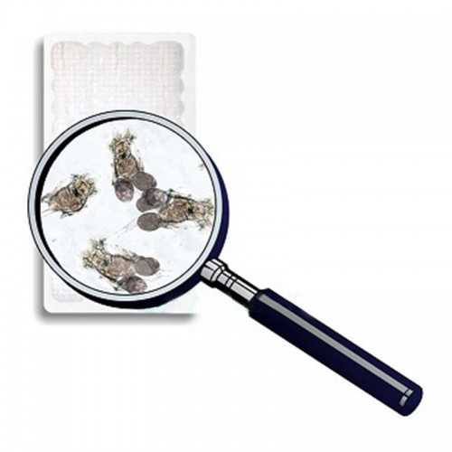 Copepodi 90ml cibo vivo per pesci Live Food