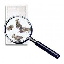 copy of Covers 90ml live food for fish Live Food