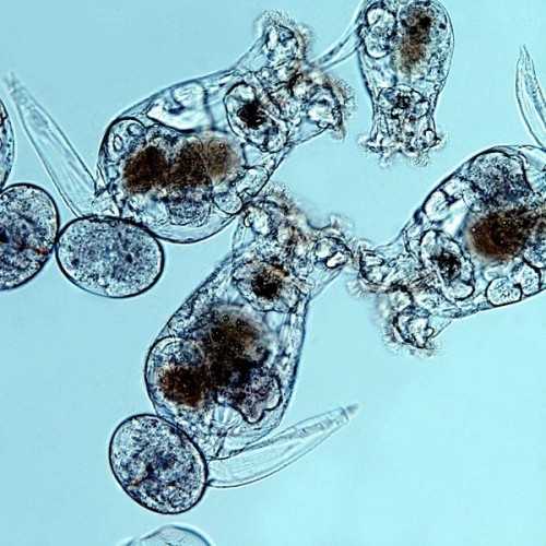 Rotefers (brachionus plicatilis) 90ml micro -...