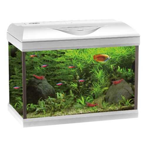 Amtra Basic LED 60 - Acquario 55 litri con...