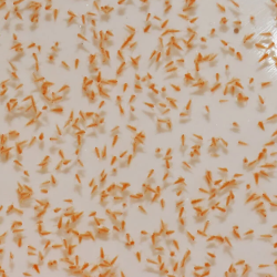 Naupli di artemia 90ml micro-cibo per avannotti - cibo vivo per pesci Live Food