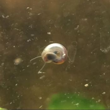 Lumachine (Feeder Snails Small Size) 90ml - Food for...