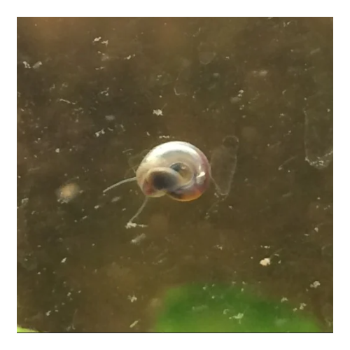 Lumachine (snailles d'alimentation petite...