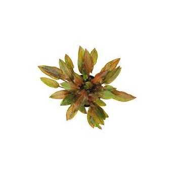 copy of Cryptocoryne wendtii 'Green Gecko' in vasetto -...