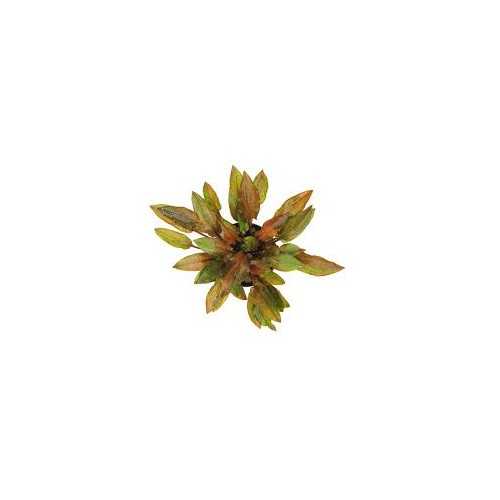 Cryptocoryne Walkeri in jar - Aquaflora