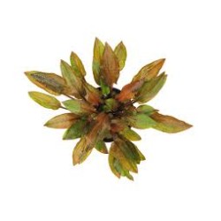 Cryptocoryne Walkeri in jar - Aquaflora