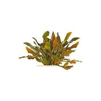 Cryptocoryne Walkeri à Jar - Aquaflora 2