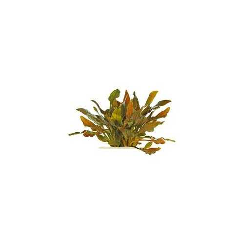 Cryptocoryne Walkeri in jar - Aquaflora