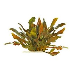 Cryptocoryne Walkeri in jar - Aquaflora