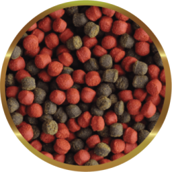 SHG Liophilized Chironomus - highly digestible natural food for freshwater fish