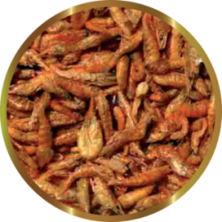 SHG Krill lyophilized (Pacific Euphasia) - Super Marine food with very high nutritional concentration