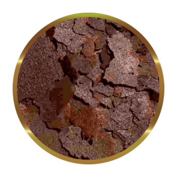 copy of Biocarbon 3 SHG 2