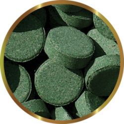 SHG Plecotabs - vegetable pills for loricarides and alghivori fish