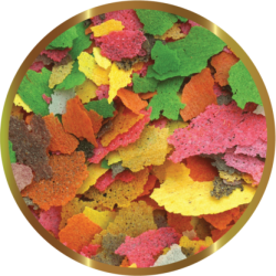 SHG Poisson rouge dans des flocons - Flux complet pour poisson ornemental d'eau froide