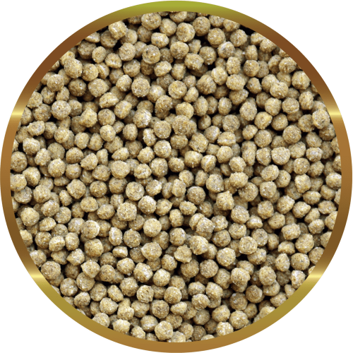 copy of Biocarbon 3 SHG