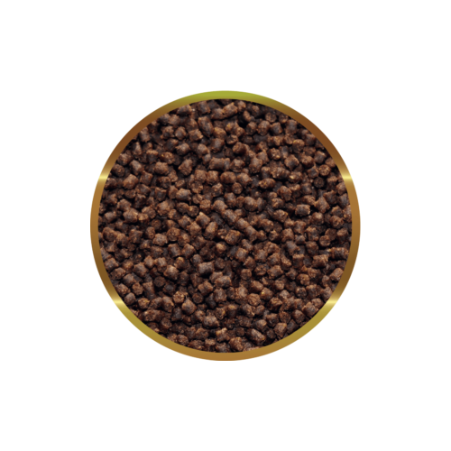 SHG Oranda Granules - Slowed feed for...