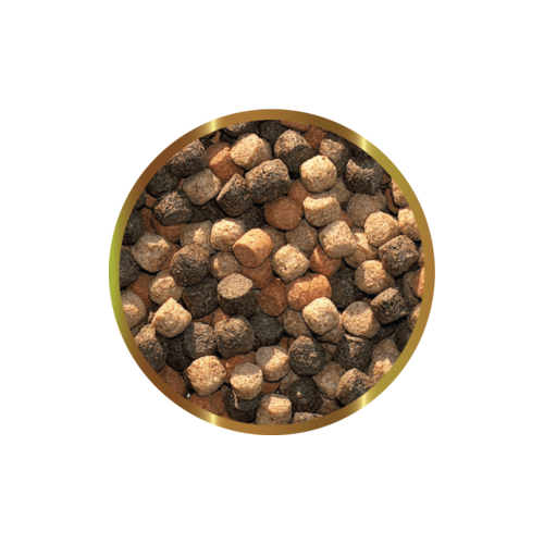 copy of Biocarbon 3 SHG