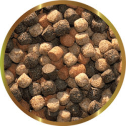 copy of Biocarbon 3 SHG