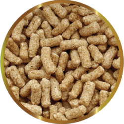 copy of Biocarbon 3 SHG