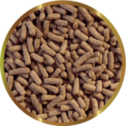 copy of Biocarbon 3 SHG