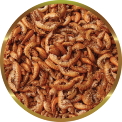 SHG GAMMARUS - Complemento Alimentare Naturale per Tartarughe Acquatiche e Rettili