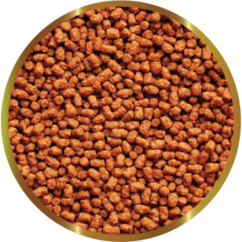 copy of Biocarbon 3 SHG 2