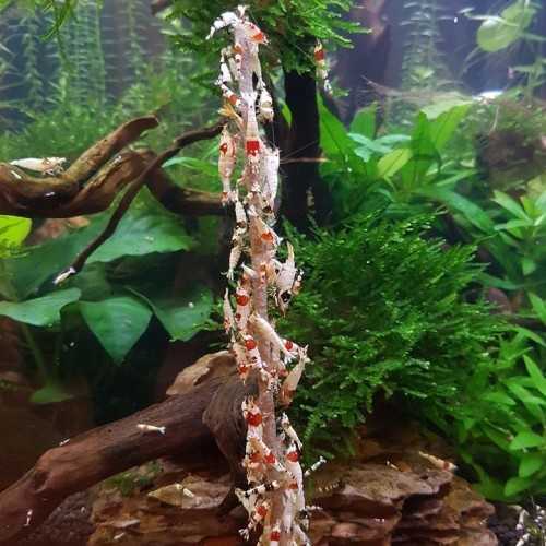 Shrimp Stick - Mineral lollipop for caridines...