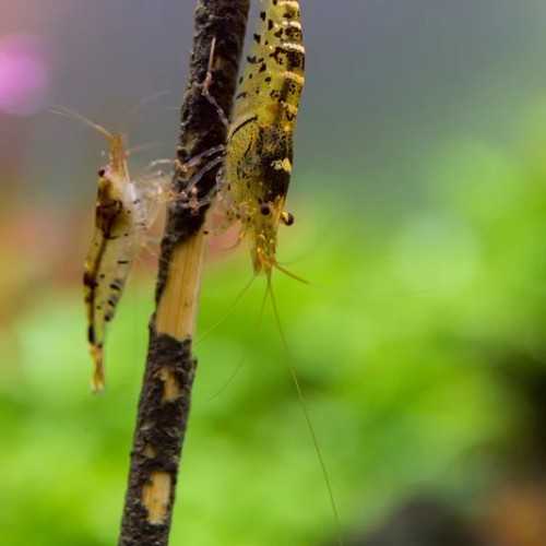 Shrimp Stick - Lollipop Spinach for Caridine...