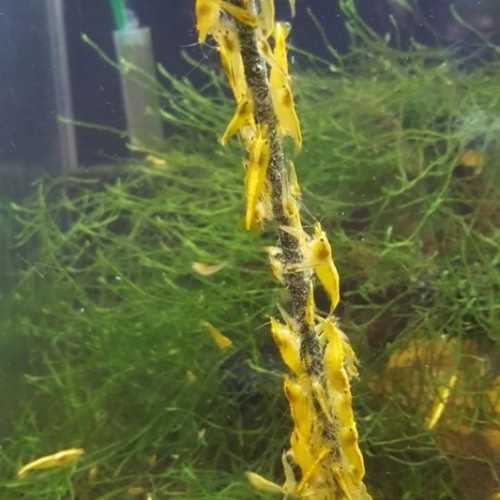 Shrimp Stick - Lollipop Spinach for Caridine...