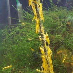 Stick Crevettes - Spinach de lollipop pour cardiine et crevettes (10 pièces) - Ceramic Nature