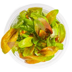 Lysimachia parvifolia ‘Red’ in cup - Tropica