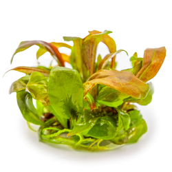 copy of Lysimachia nummularia Aurea in pot - Aquaflora