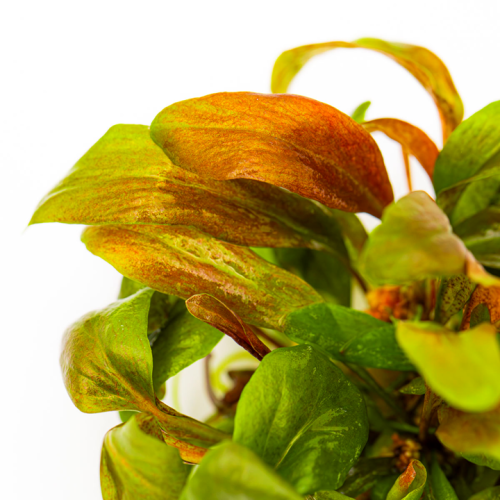 Lysimachia parvifolia 'rouge' en coupe - Tropica