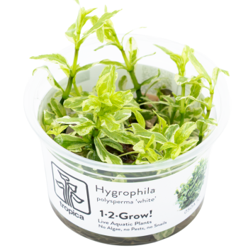 Hygrophila polysperma ‘White’ in cup - Tropica