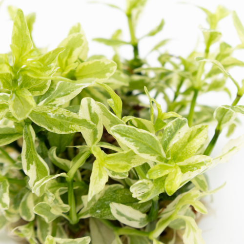 Hygrophila Polysperme 'Blanc' en coupe - Tropica