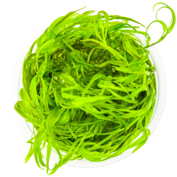 Najas guadalupensis 'Guppy Grass' in cup - Tropica