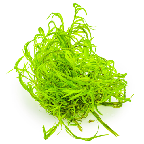 Najas guadalupensis 'Guppy Grass' in cup - Tropica