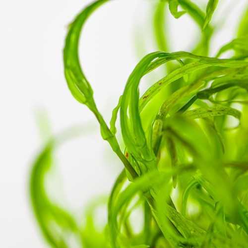 Najas Guadalupensis 'Guppy Greal' en coupe -...