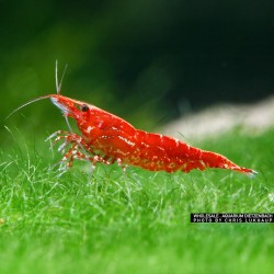 copy of Néocariidine davidi "feu rouge" (cerise rouge)