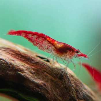 PROVA ESEMPIO 1 Neoocaridina PROVA ESEMPIO 2