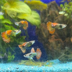 Guppy dumbo mosaic - reticulative poecy dumbbo variety mosaic
