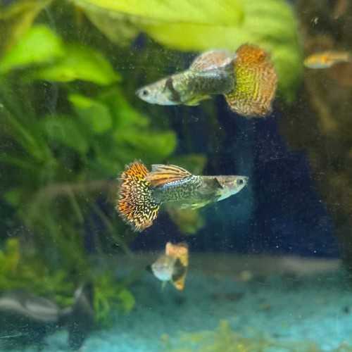 Guppy dumbo mosaic - reticulative poecy dumbbo...
