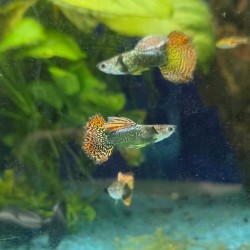 Guppy dumbo mosaic - reticulative poecy dumbbo variety mosaic