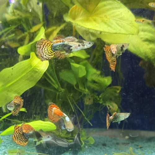 Guppy Dumbo Mosaic - Poecilia reticulata...