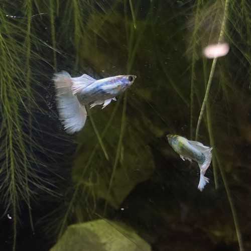 Guppy Dumbo Platinum - Poecilia reticulata...