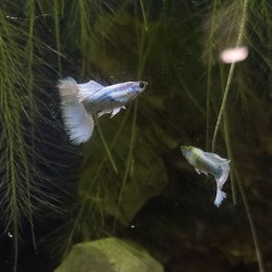 Guppy Dumbo Platinum - Poecilia reticulata varietà Dumbo Platino