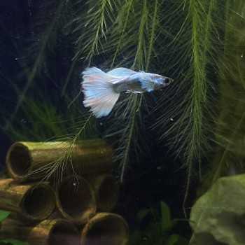 copy of Guppy Mâle Platinum Jaune Poecilia Reticulata 2