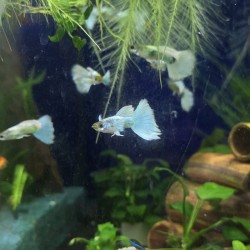 copy of Guppy Mâle Platinum Jaune Poecilia Reticulata