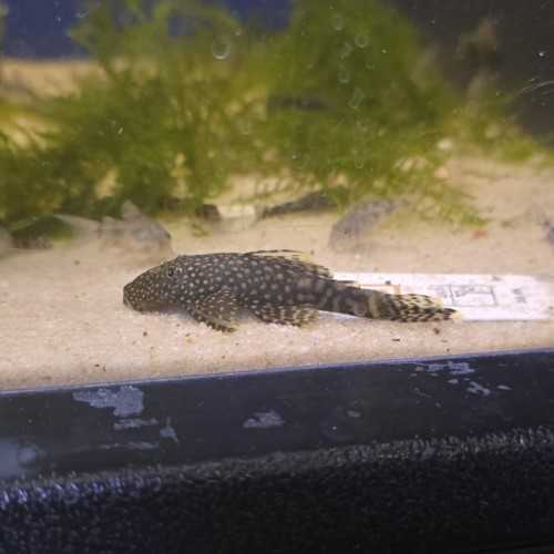 copy of Guppy Mâle Platinum Jaune Poecilia...