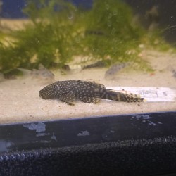 Ancistrus Dolichopterus - Amazon suction cup - fish Freshwater cleaner